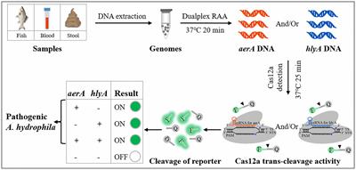 A novel detection method for the pathogenic Aeromonas hydrophila expressing aerA gene and/or hlyA gene based on dualplex RAA and CRISPR/Cas12a